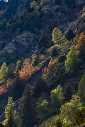 Armando Pezzarossa Summer or Autumn? Colors in Val Salarno Adamello Lombardo Regional Park