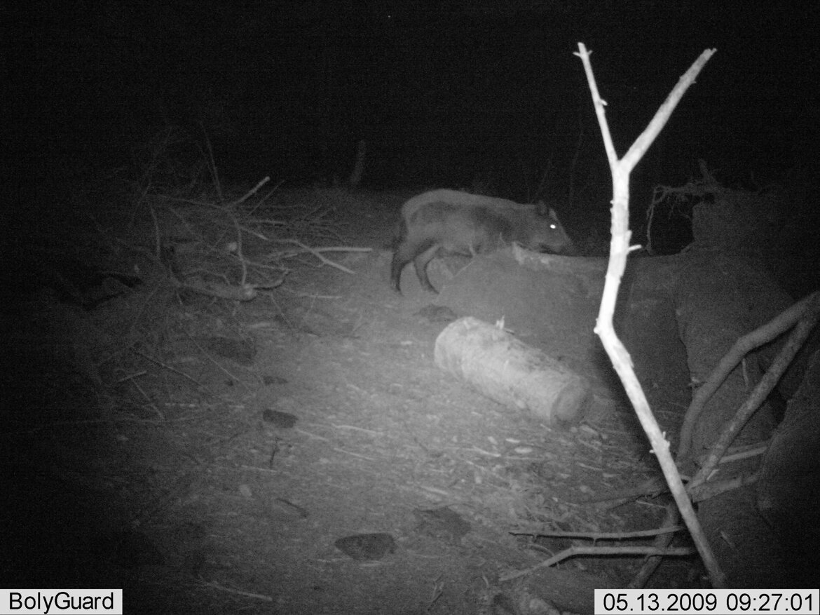 Cinghiale - Sus scrofa Cinghiale - Sus scrofa