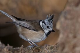 Photo by Armando Pezzarossa Crested tit - Lophophanes cristatus