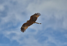 Brahminy Kite - Kamakura (Japan) D500 + Nikkor 300 mm 1/3500 f4 ISO 100 (handheld)
