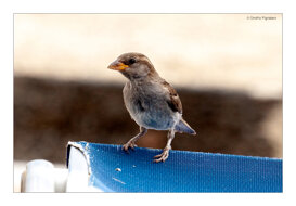 Onofrio Pignataro - Passerotto