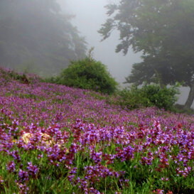 Blooming of wild sage - Lepini Mountains Photo by Rocco Reame