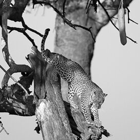 African leopard - Panthera pardus Photo by Lorenzo Marchetti