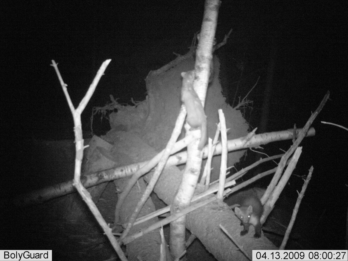 Faina - Martens foina Faina - Martens foina