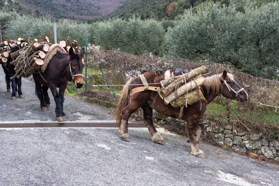 2e0cd731-afa9-47ea-b79f-ed6f32a31a2f