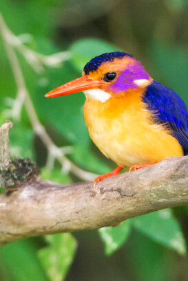 Lorenzo Marchetti - Pygmy kingfisher Kenya
