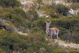 Armando Pezzarossa - Stelvio National Park Noble female deer - Cervus elaphus - Canon 5dsr - Sigma 150-600 mm sport ISO 3200 f/6.3 1/800