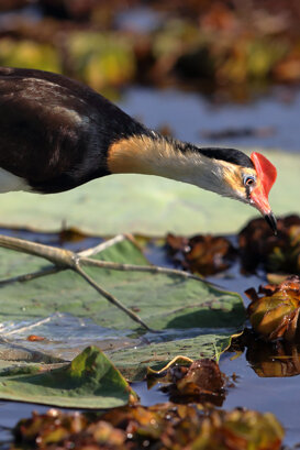 Australia - Crested Jacana Photo by Lorenzo Marchetti