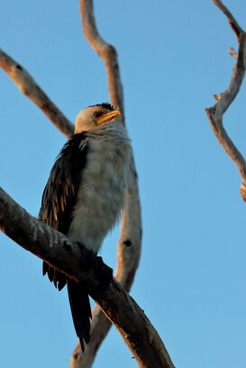 Australia - Little Pied Cormorant Photo by Lorenzo Marchetti