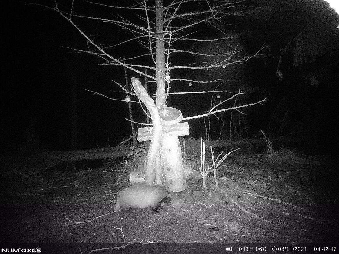 Tasso - Meles meles Tasso - Meles meles