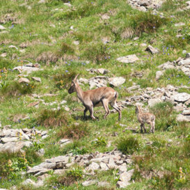 Ibex - Capra ibex - Orobie Bergamasche Photo by Luca Di Pinto