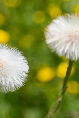 Alleghe BZ - 2020 Fuji xt2 + 55-200 1/250 f/16 ISO 400