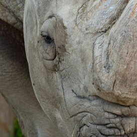 White rhinoceros - Ceratotherium simum Parco Natura Viva Bussolengo - (VR) Canon 1DX II - EF300 2.8 II + 2x III -1/250 f13 ISO 1250