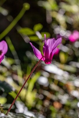 Cyclamen - Cyclamen repandum - Lepini Mountains Photo by Armando Pezzarossa