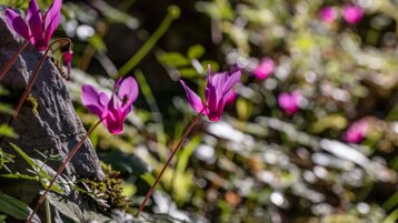 ba3b5c9e-bc59-464b-adb6-d617a00c2979