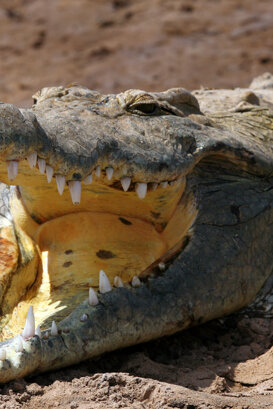 d10d5f55-8cd5-4646-93d5-4ee36400984b