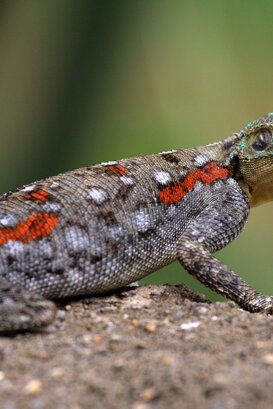 Female agama Photo by Lorenzo Marchetti