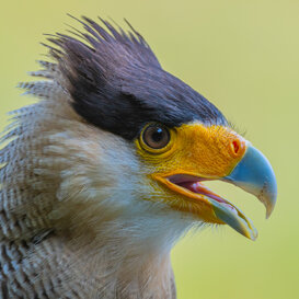Photo by Dino Topa Crested Caracara - Oasi di Sant'Alessio - Nikon D500 Nikkor 300mm f/5.6 - 1/1600 - ISO500, handheld