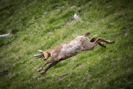 Abruzzo chamois - Rupicapra pyrenaica ornata Photo by Gianpiero Iacobucci