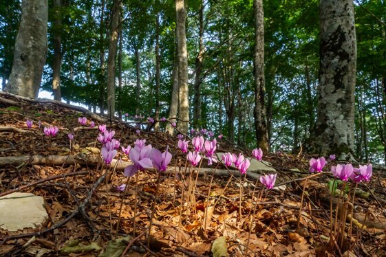 767e1fcc-681a-47a1-a659-dfc80c1f455a