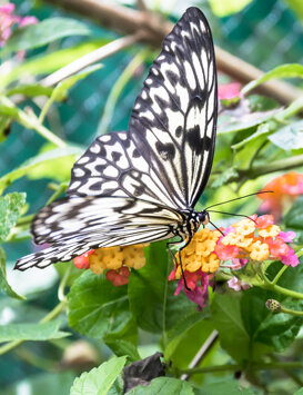 TROPICAL BUTTERFLY Philippines Nikon D500 - sigma17/70 f 2.8-4 - F4 - iso 320 - 1/800 sec.