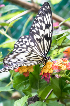TROPICAL BUTTERFLY Philippines Nikon D500 - sigma17/70 f 2.8-4 - F4 - iso 320 - 1/800 sec.