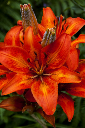 St. John's Lily - Lilium croceum Photo by Gianpiero Iacobucci
