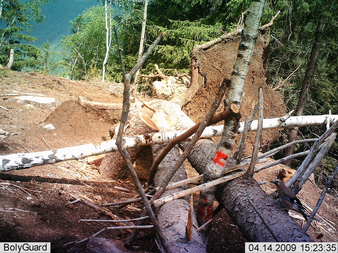 Ghiandaia - Garrulus glandarius Ghiandaia - Garrulus glandarius