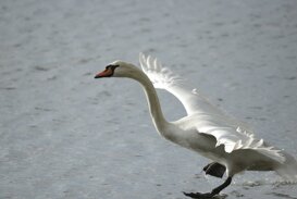 Gianpiero Iacobucci Mute swan - Cygnus olor - Lake Fogliano - Latina