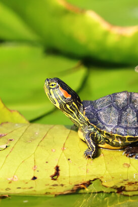 5c5934f8-0c84-45c0-b2c8-71f28fd23f1c