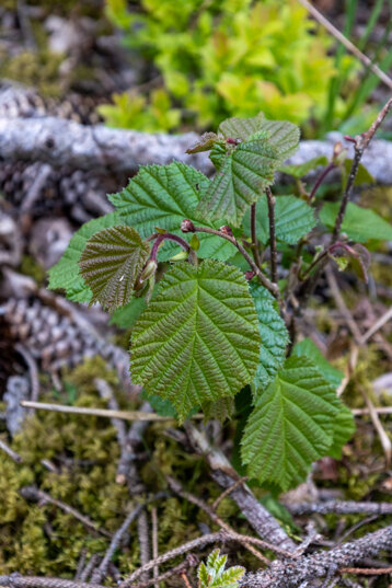 8db60d57-4630-4f8f-8812-d0545a5f3046 8db60d57-4630-4f8f-8812-d0545a5f3046