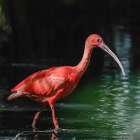 Photo by Dino Topa Red Ibis - Sant'Alessio Oasis - Nikon D500 Nikkor 300mm - f/5.6 - 1/1600 - ISO 3200. tripod