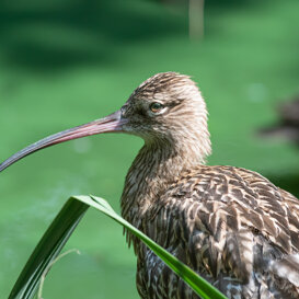 Curlew - Sant'Alessio Oasis (PV) Nikon D500 + Nikkor 300 mm 1/1500 f4 ISO 200 (handheld)