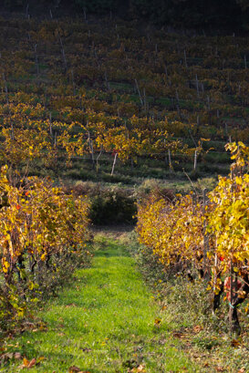 Giovanni Zanoli The Croatina vineyards of Rocchetta di Mondondone