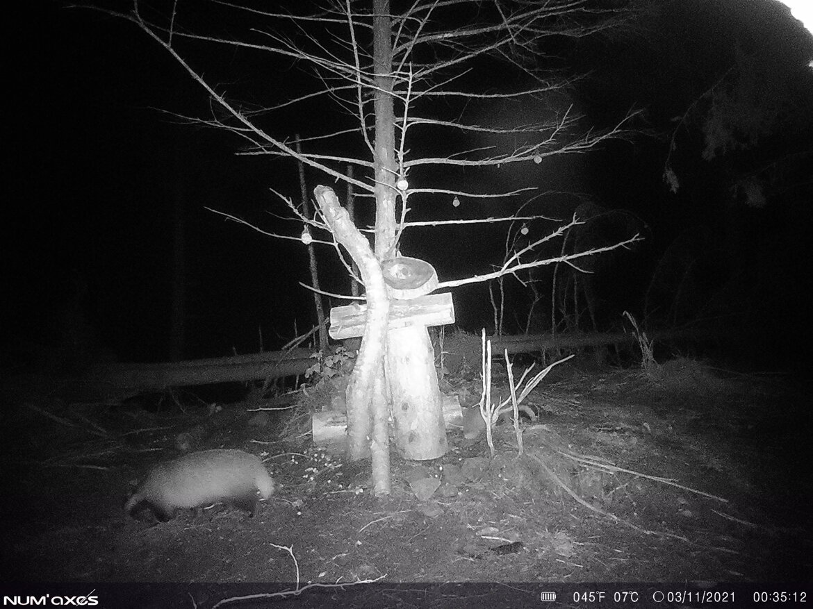 Tasso - Meles meles Tasso - Meles meles