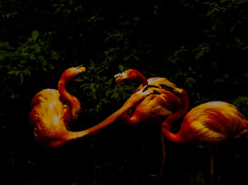 Roberto Bellu - Flamingos Oasi di Sant'Alessio - PV