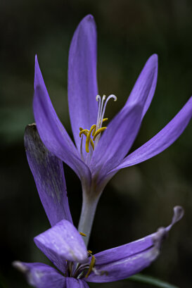 Dino Topa Marzio (VA) 2020 - Nikon D500 + Nikon 300 f/4 focal length 300mm - 1/320 f/4 ISO 500, handheld
