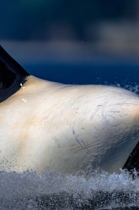 Orca - Orcinus orca The leap of the king of the oceans, Vancouver Island British Columbia 2018
