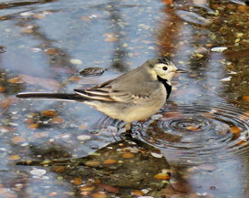 Photo by Gianni Alberti