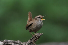 Wren - Troglodytes troglodytes - Hungary