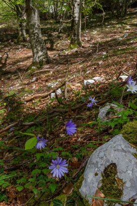 Photo by Armando Pezzarossa