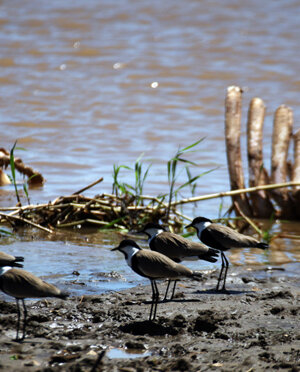 eyJpdCI6IiJ9 eyJpdCI6IiJ9