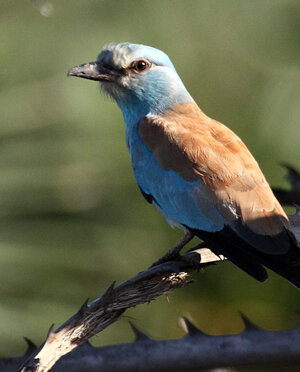 eyJpdCI6IiJ9 eyJpdCI6IiJ9