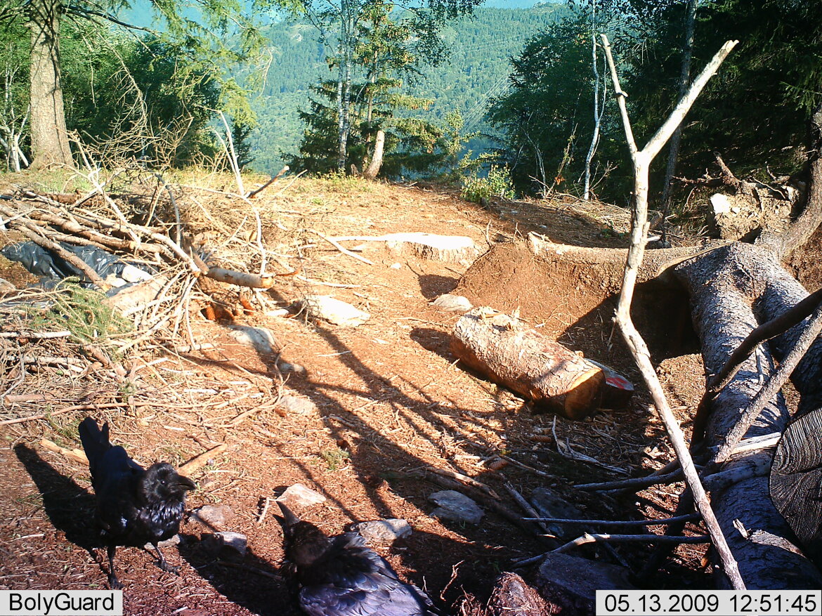 Corvo imperiale - Corvus corax Corvo imperiale - Corvus corax