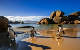 African penguin - Spheniscus demersus The penguins of Cape Town, Simon's bay 2016