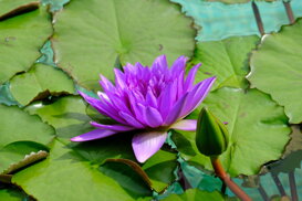 Maurizio Maraschi - Villa Taranto VB Lotus Flower - Nelumbo nucifera Fuji Xt2 55-200 mm at 172 mm f/8 1/1800 ISO 1000