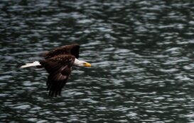 Bald eagle - Haliaeetus leucocephalus The flight of the bald eagle, Great Bear Rain Forest British Columbia 2018