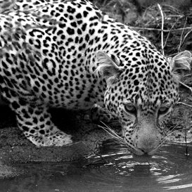 African leopard - Panthera pardus Photo by Lorenzo Marchetti