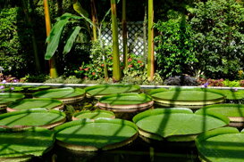 Maurizio Maraschi - Villa Taranto VB Victoria cruziana - Fuji Xt2 with 18-55 at 33 mm f/6.4 1/240 ISO 200