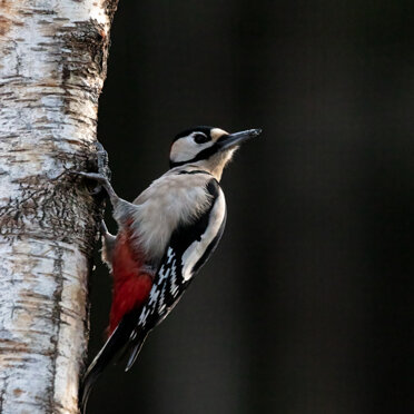 Picchio rosso maggiore Picchio rosso maggiore